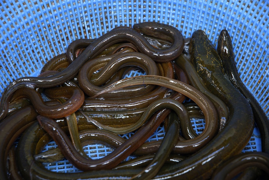 Eel 563941
