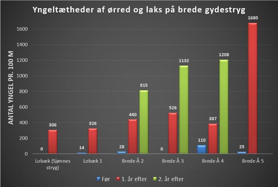 Diagram Yngeltætheder Brede Å