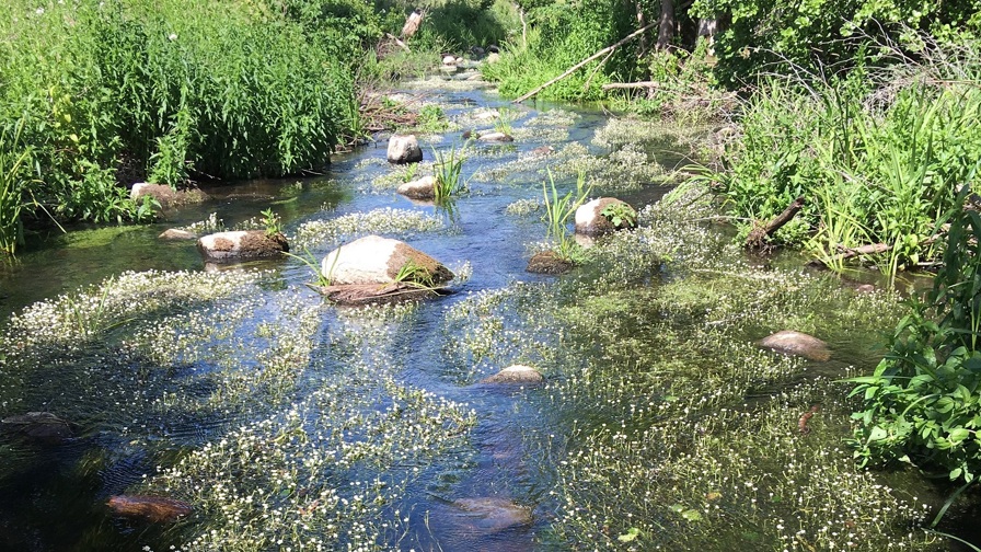 Aarhus Å Edslev2