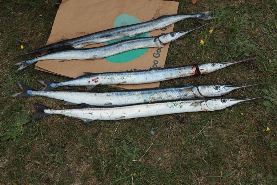 Hobro Lystfiskeriets Dag