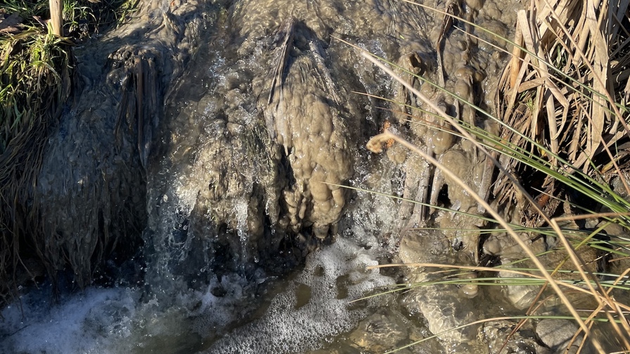 Lammehaler Jørn Chemnitz