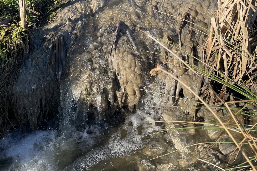 Lammehaler Jørn Chemnitz