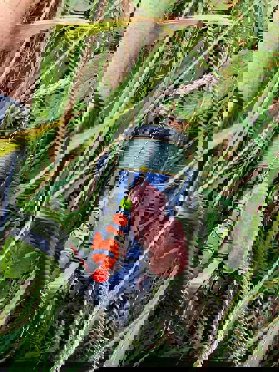 Nemo2