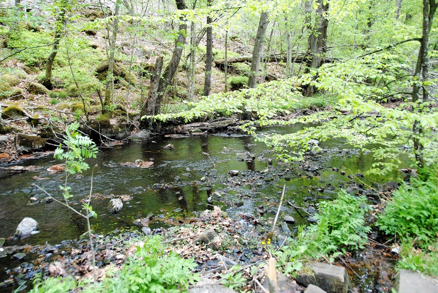 Skovvandløb 2