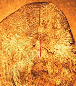 Skælaflæsning Faktakboks