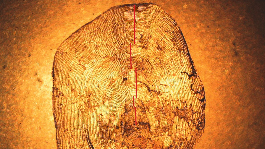 Skælaflæsning Faktakboks