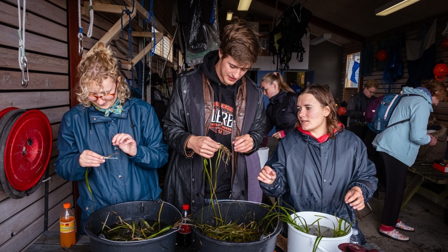 Ålegræsudplantning 2025 Christian Flinker