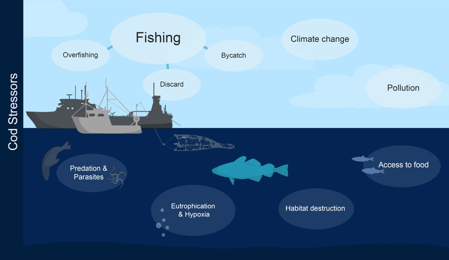 Roc Cod Stress Factors EN