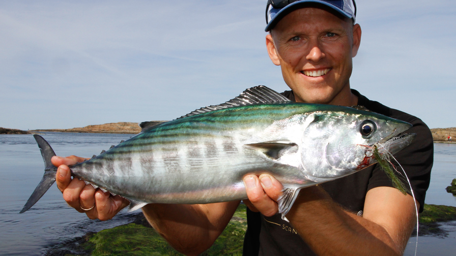 Rygstribet Pelamide 2015 2 (1)