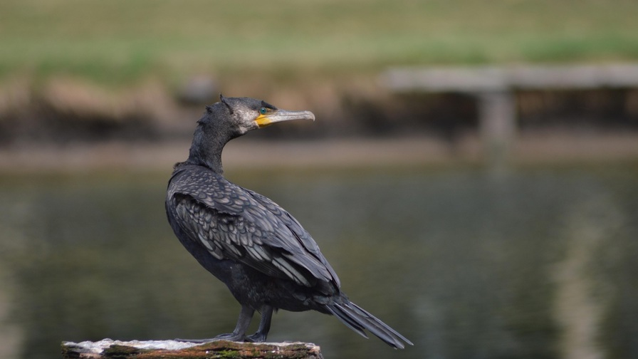 Johan Peregrine Cormorant 3537102 1920