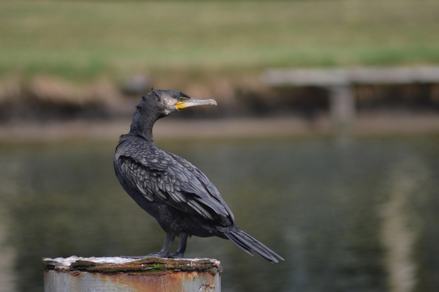 Johan Peregrine Cormorant 3537102 1920