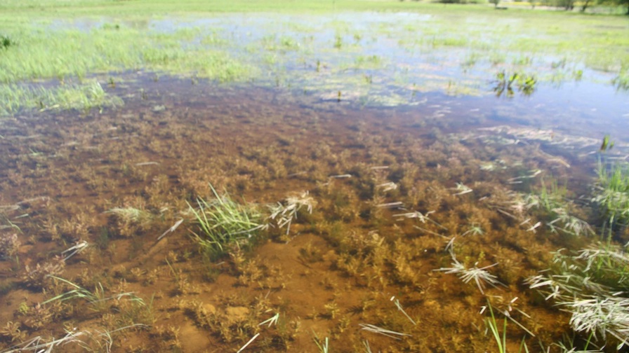 Bund Med Vandplanter