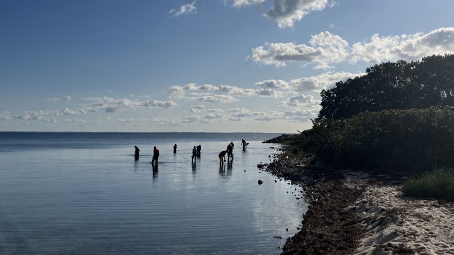 Oplevhavet
