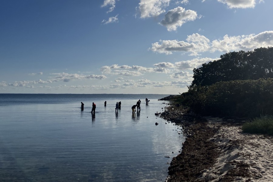 Oplevhavet